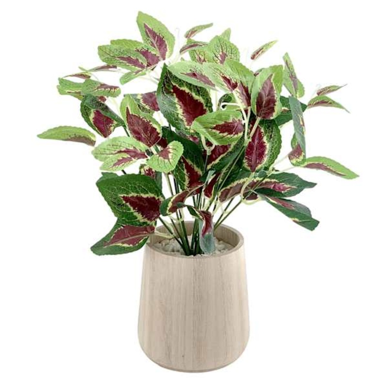 Coleus Plant in Wood Pot, 13.4″