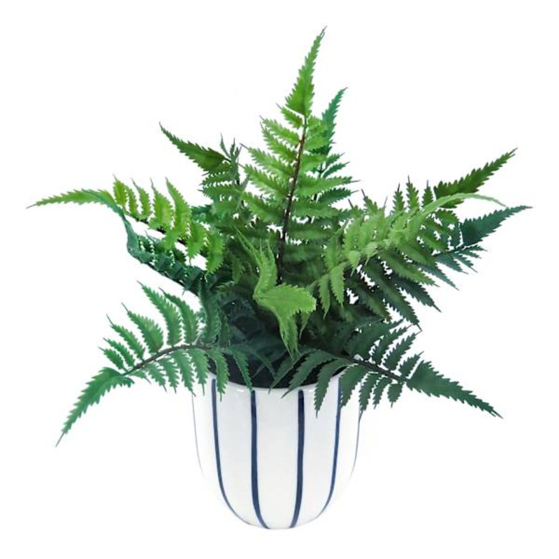 Leather Leaf Fern in Ceramic Pot, 11″