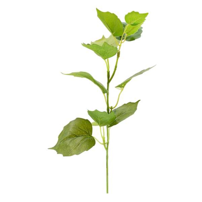 Tomentosum Geranium Pick, 12″