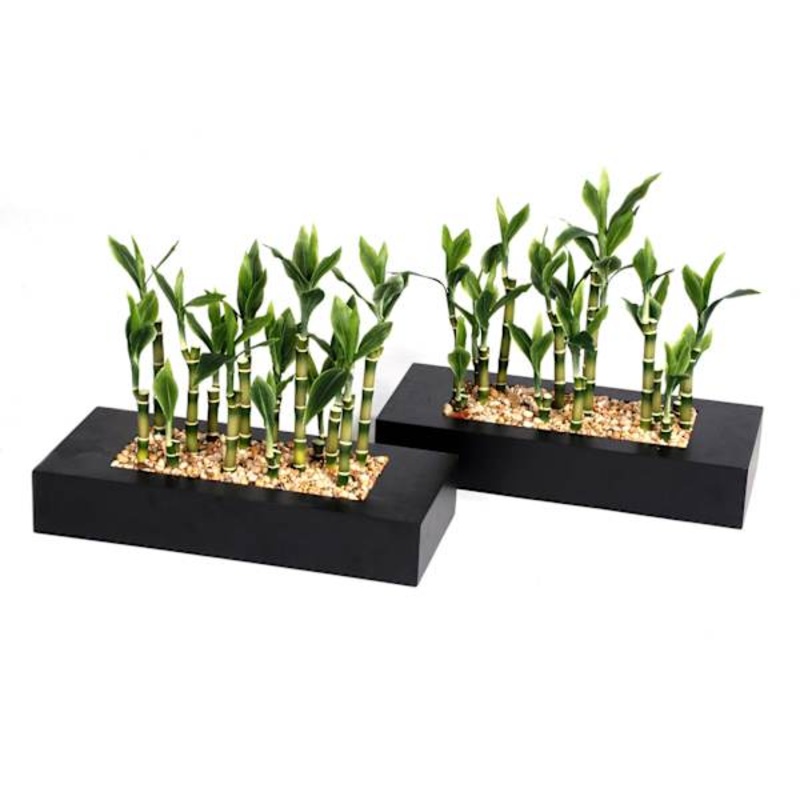Bamboo Plant with Black Planter, 12″