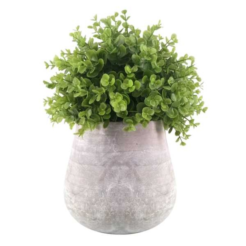 Eucalyptus Plant with Grey Cement Planter, 16″