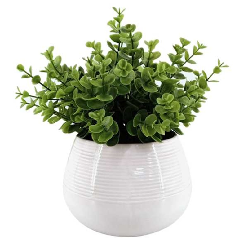 Eucalyptus Plant with White Planter, 11″