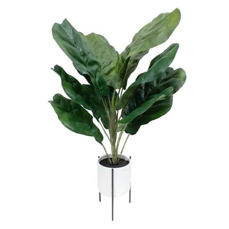 Fiddle Leaf Fig in White Pot with Stand, 24″