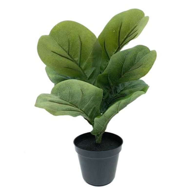 Fiddle Leaf Plant in Black Pot, 16″