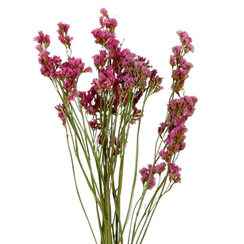 Pink Statice Stem