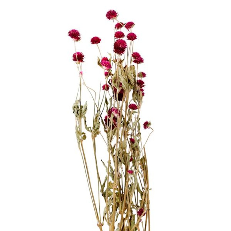 Purple Globe Amaranth Floral Spray, 2oz