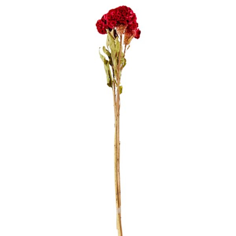 3-Stem Red Celosia Bunch, 24″