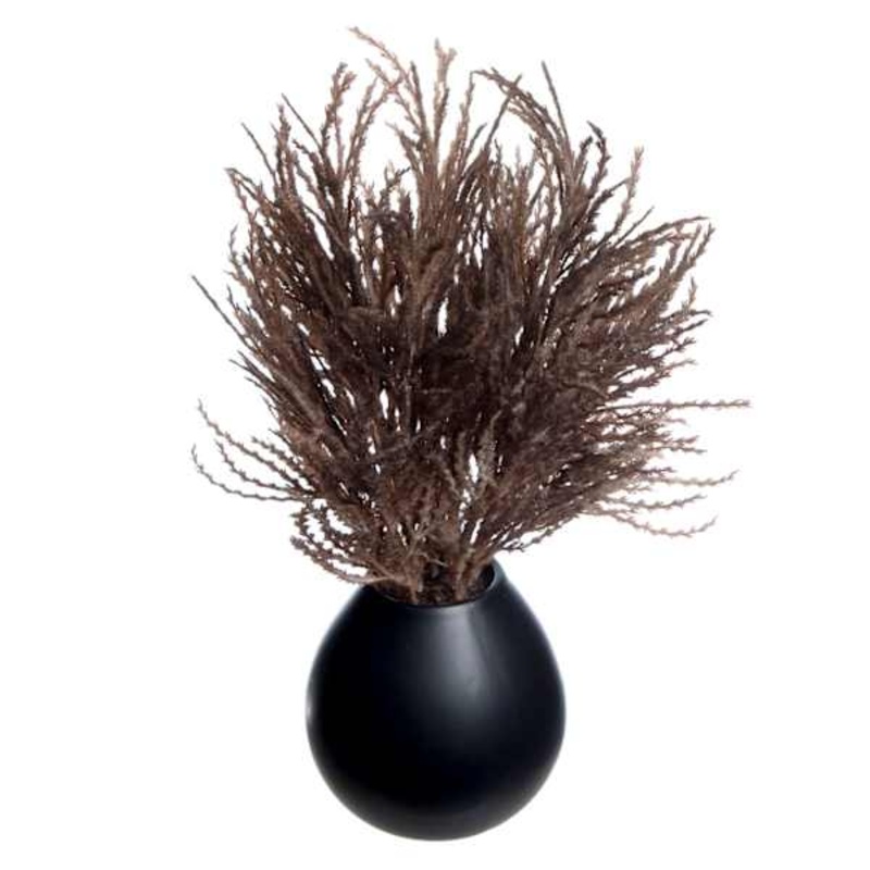 Crosby St. Dark Brown Pampas Grass in Black Pot, 16″