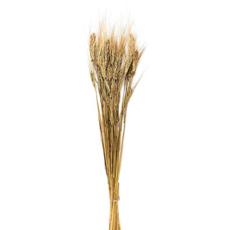 Light Brown Barley Bundle, 26″