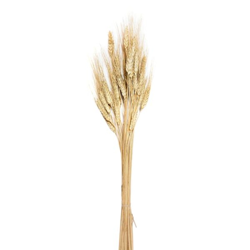 Natural Barley Bundle, 26″