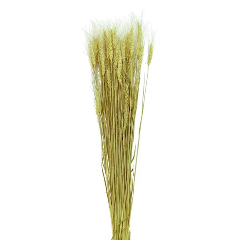 Natural Bearded Tarwe Bundle, 26″