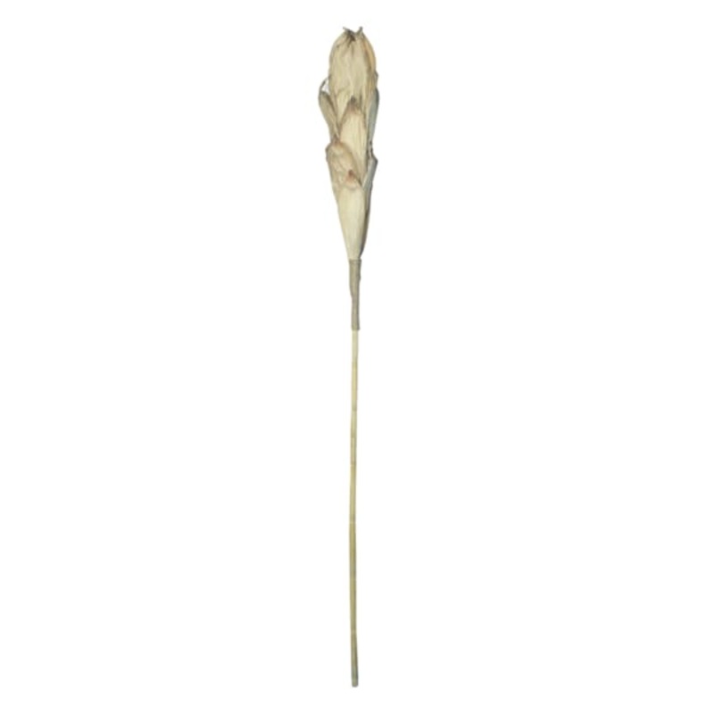 Natural Cob Stem, 80″