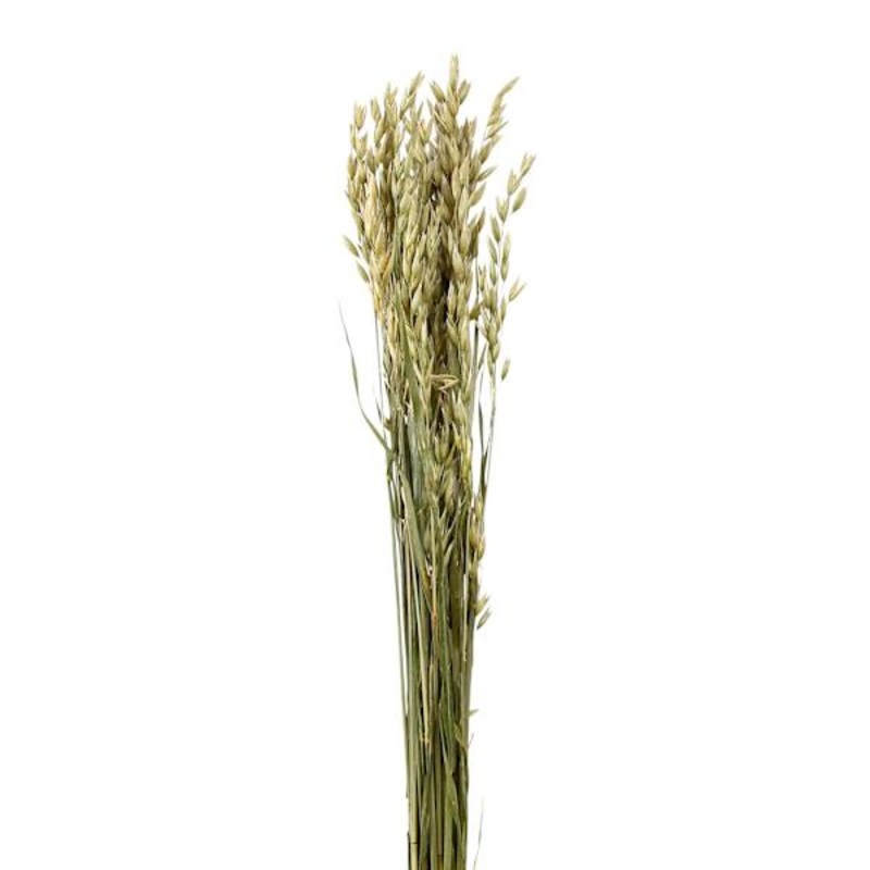 Natural Oats Bundle, 26″