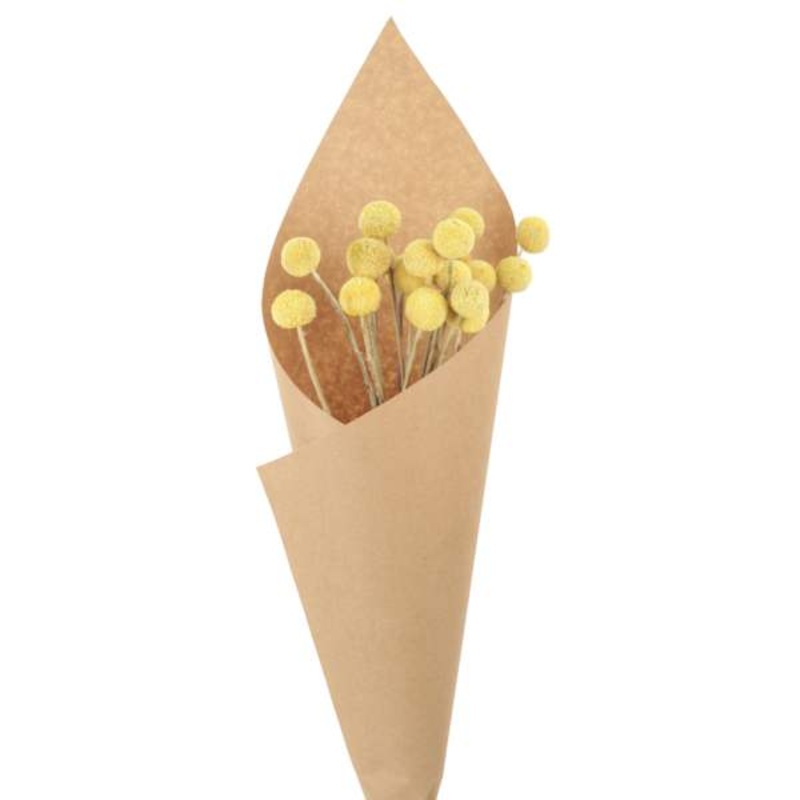 Yellow Craspedia Value Pack